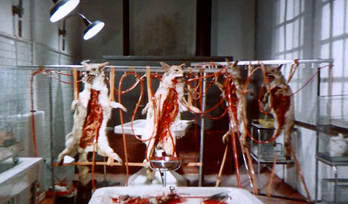 a-lizard-in-a-womene28099s-skin4